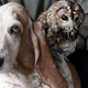 Image for article titled The Odd Couple